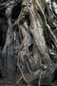 Knotted reality. The base of one of the trees overrunning the ruins of Angkor Thom.
